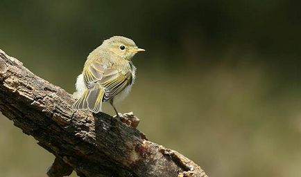 Femele-vesnichka (phylloscopus trochilus) - păsări din partea europeană a Rusiei