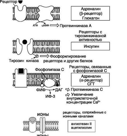 Transmiterea semnalelor hormonale prin receptorii membranare