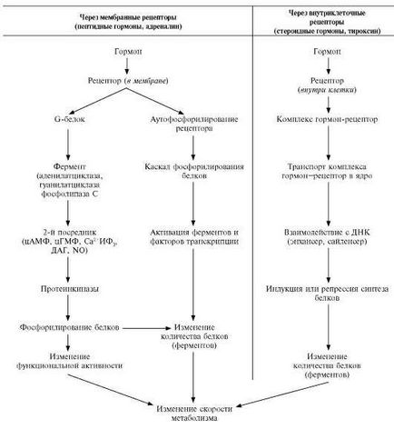 Transmiterea semnalelor hormonale prin receptorii membranare