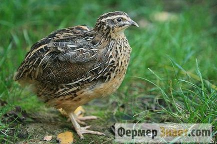 Quail Pharaoh are stâncă