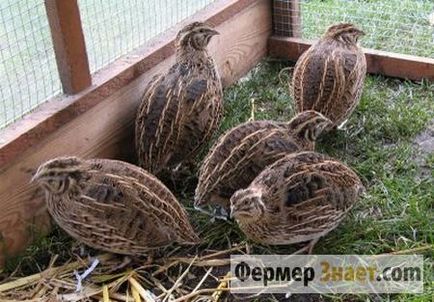 Quail Pharaoh are stâncă