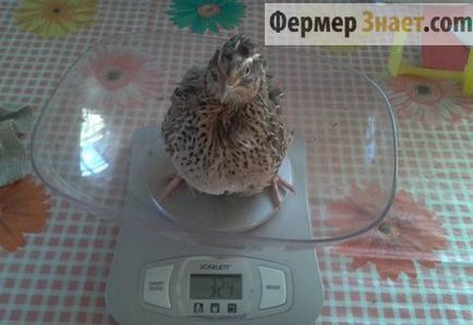 Quail Pharaoh are stâncă