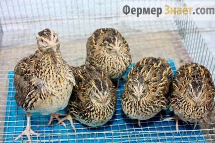 Quail Pharaoh are stâncă