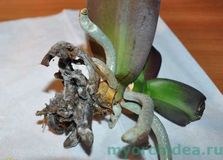 Átültetést Phalaenopsis home video környezet
