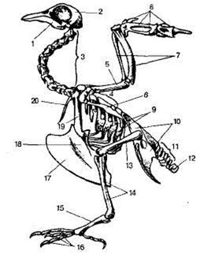 Bird digestiv - stadopedia