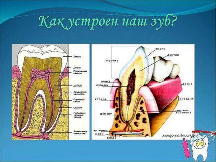 Чому болять зуби 4 клас