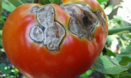Чому чорніють помідори в теплиці, що робити (відео)