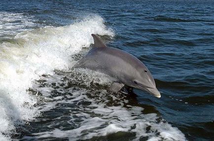чому дельфіни