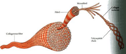 De ce colagenul nu poate fi înlocuit cu piept de pui sau cu un set de aminoacizi, iklumba