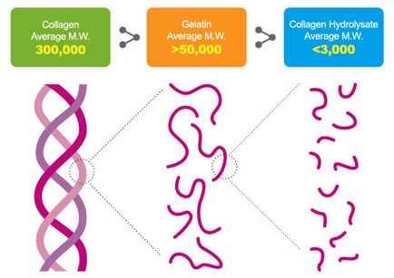 Чому колаген не можна замінити курячими грудками або набором амінокислот, iklumba