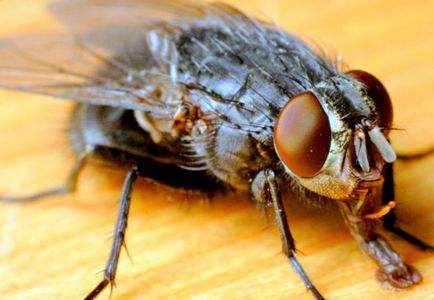 De ce muște muștele în august și căderea