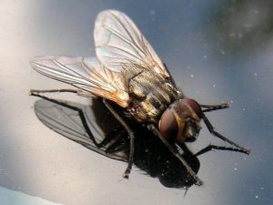 De ce muște muștele în august și căderea