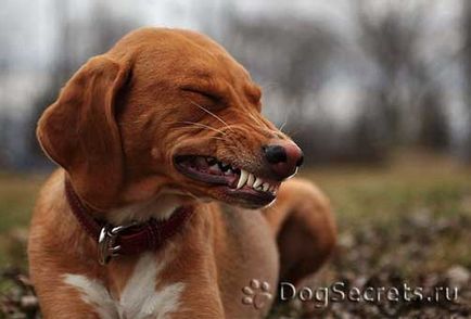 De ce câine urlă, whines, latars lăudăroșilor învață să înțeleagă limbajul canin