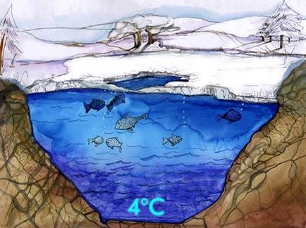 Чому вода в ополонці тепла