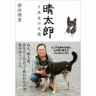 Miért nincs kóbor kutyák Japánban