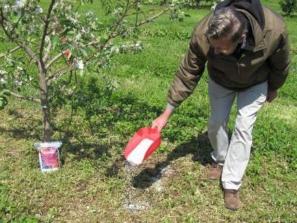 Fertilizarea tufișurilor și pomilor fructiferi în primăvară