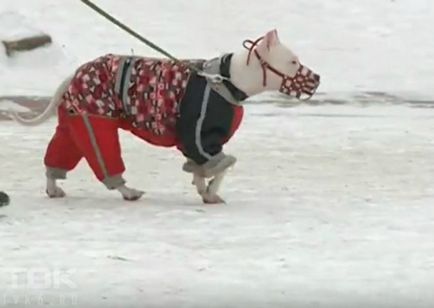 Sub masă din Krasnojarsk, câinii otrăviți cu o otravă necunoscută