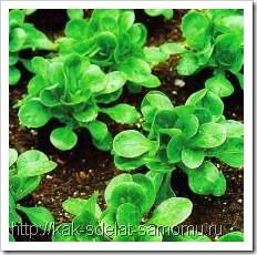 Salată de câmp (rapunzel, valerianella) - creștere, îngrijire, proprietăți utile, rețete - viața mea