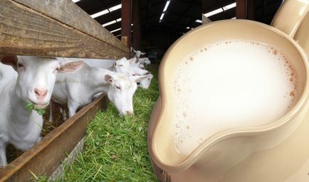 Корисні властивості козячого молока