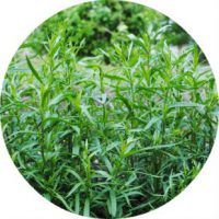 Корисні властивості трави тархун, шкода естрагону