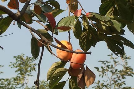 Proprietăți utile de persimmons și contraindicații