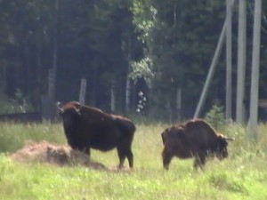 Вік і стать коня, школа прикладної етології