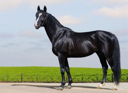 Revizuirea completă a rasei calului Trakehner cu fotografii ale reprezentanților și videoclipurilor