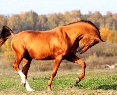 Revizuirea completă a rasei calului Trakehner cu fotografii ale reprezentanților și videoclipurilor