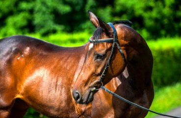 Revizuirea completă a rasei calului Trakehner cu fotografii ale reprezentanților și videoclipurilor