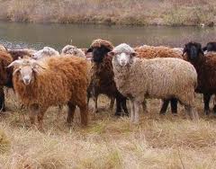 Utilizarea lânii de oaie