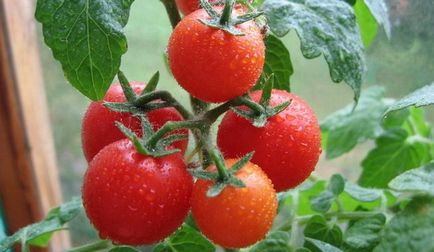 Користь помідорів для організму