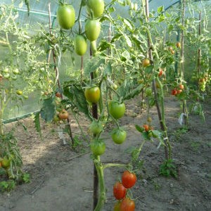 Tomato de barao fotografie, descriere și cultivare - grădină fără griji