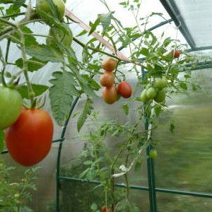 Tomato de barao fotografie, descriere și cultivare - grădină fără griji