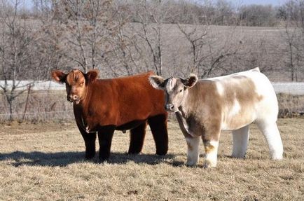 Порода плюшевих корів з Айови
