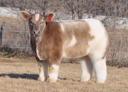 Порода плюшевих корів з Айови