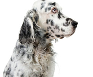 Rase de câini - descriere, fotografie, video, recenzii