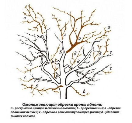 Засаждане на ябълка специално подготовка декоративен сайт и грижи