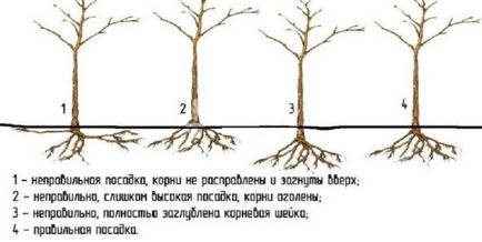 Plantarea copacilor de măr decorativ. Caracteristici ale pregătirii și îngrijirii site-ului