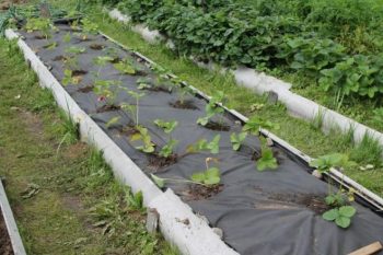 Plantarea căpșunilor sub acoperire în toamnă, primăvară, într-un pat