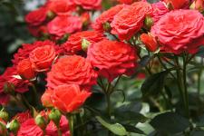 Plantarea trandafirilor în primăvară - moduri diferite și descrierea lor
