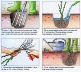 Plantarea trandafirilor în primăvară - moduri diferite și descrierea lor