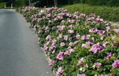 Plantarea trandafirilor în primăvară - moduri diferite și descrierea lor (trandafiri de plantare în primăvară) Plantarea trandafirilor în primăvară - moduri diferite și descrierea lor