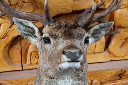 Beneficiați de taxidermistul novice sau cum să deveniți un taxidermist