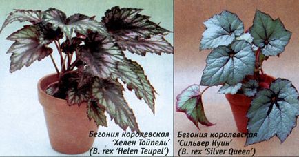 Îngrijirea corectă a begoniilor ornamentale