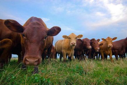 PREGĂTIREA ELEVITULUI PENTRU ANIMALE