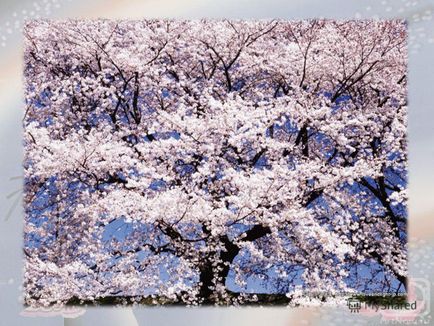 Презентація на тему японські свята свято цвітіння вишні