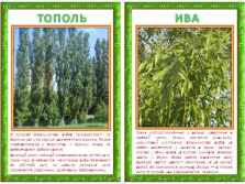 Prezentare - pașaportul copacilor