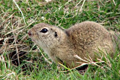 Natură, plante și animale din Chuvashia