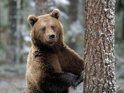 Natură, plante și animale din Chuvashia