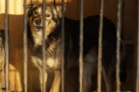Shelter - minden - felvételi a kutyák menedéket